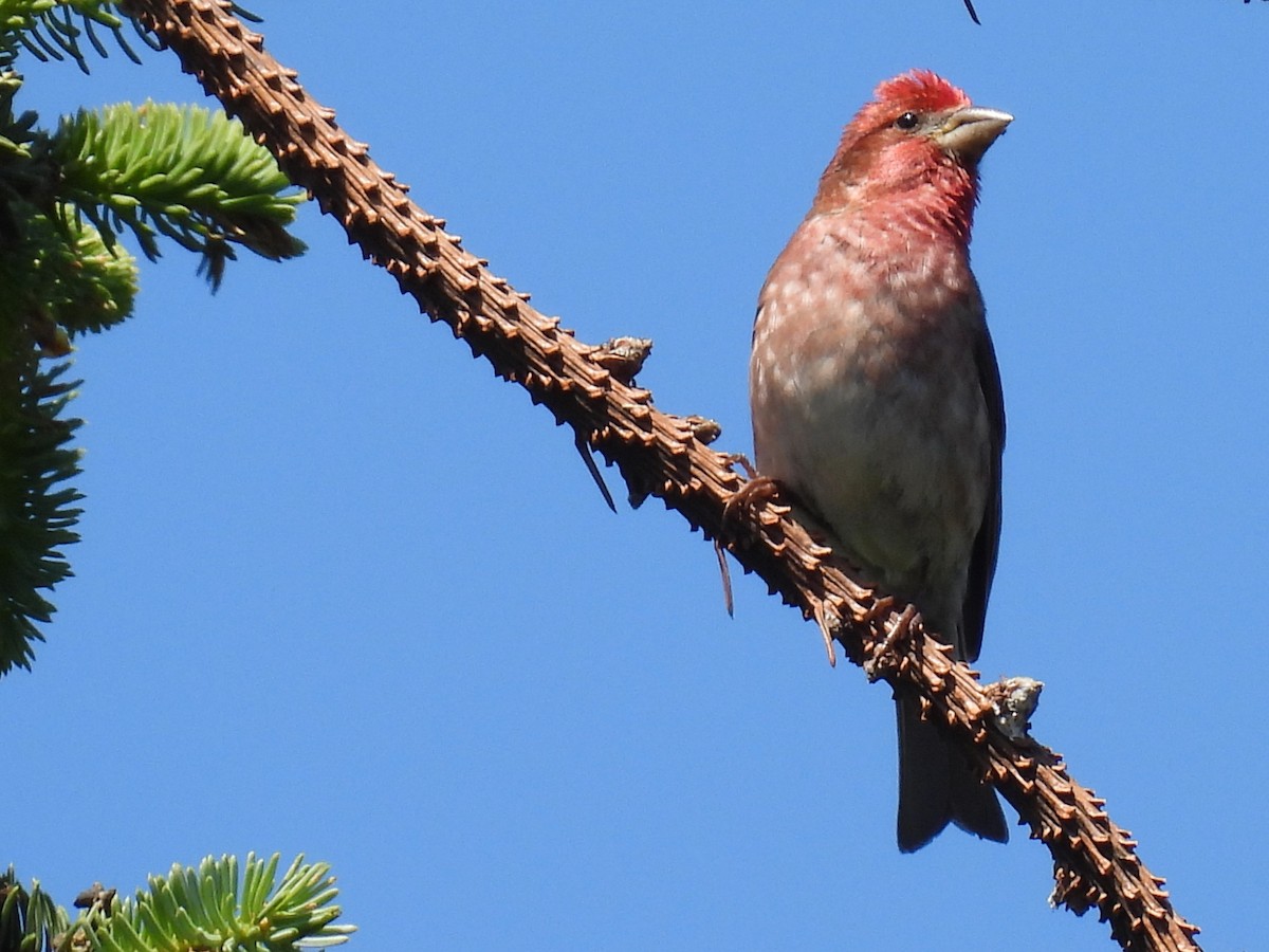 Purple Finch - ML620288863