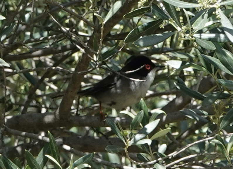 Sardinian Warbler - ML620288867