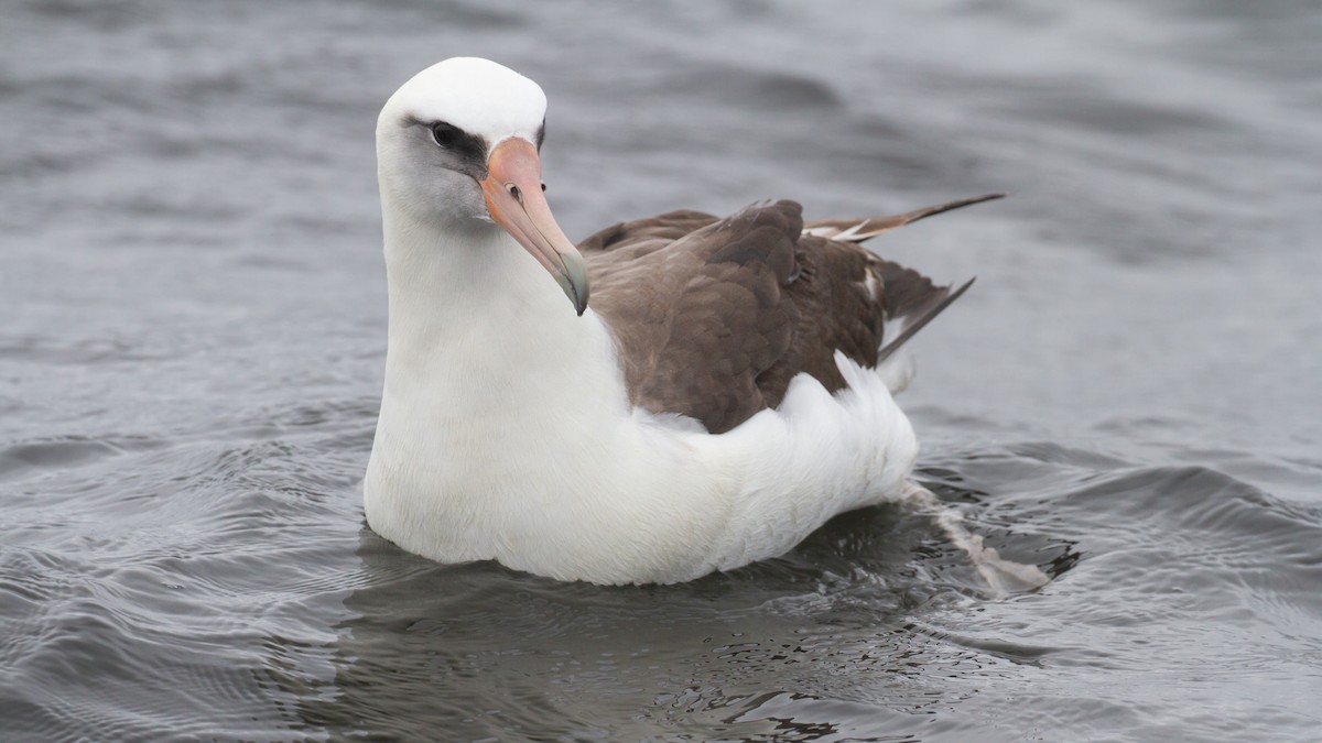 albatros laysanský - ML620288868