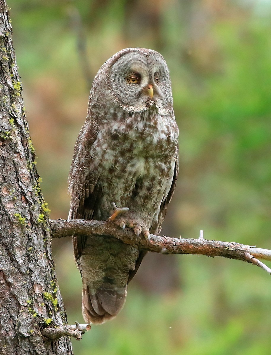 Great Gray Owl - ML620288870