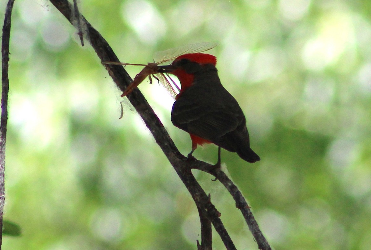 Vermilion Flycatcher - Tommy DeBardeleben