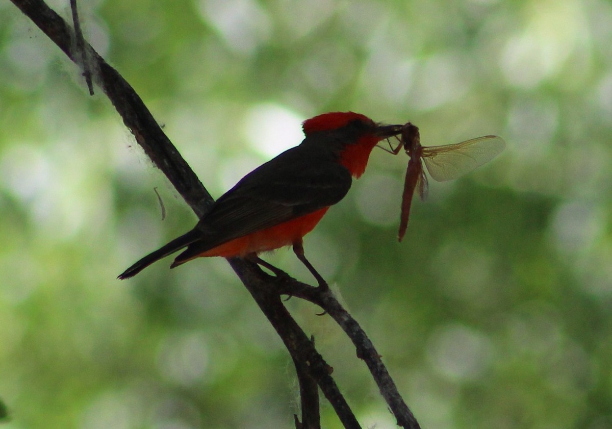 Vermilion Flycatcher - ML620288874