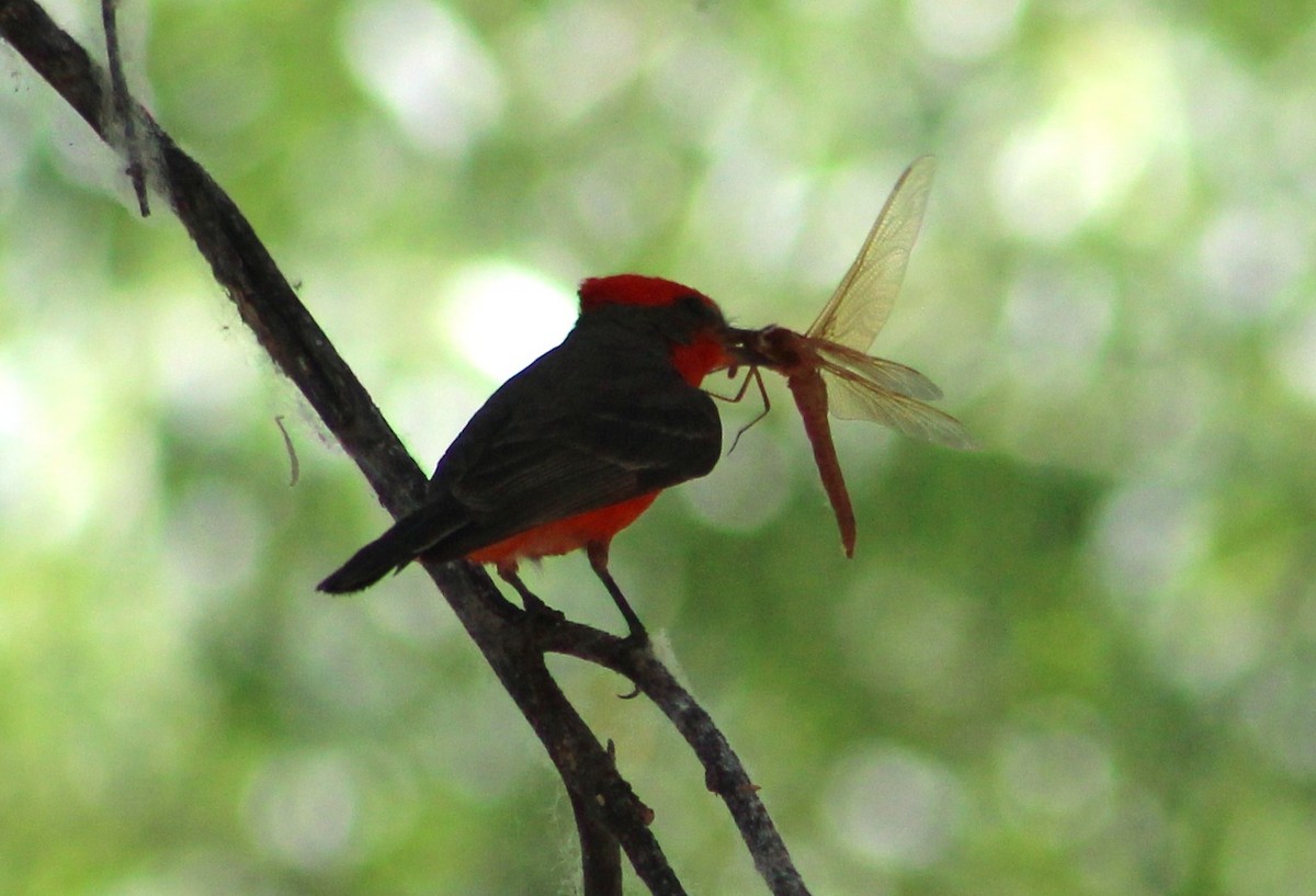 Vermilion Flycatcher - ML620288875