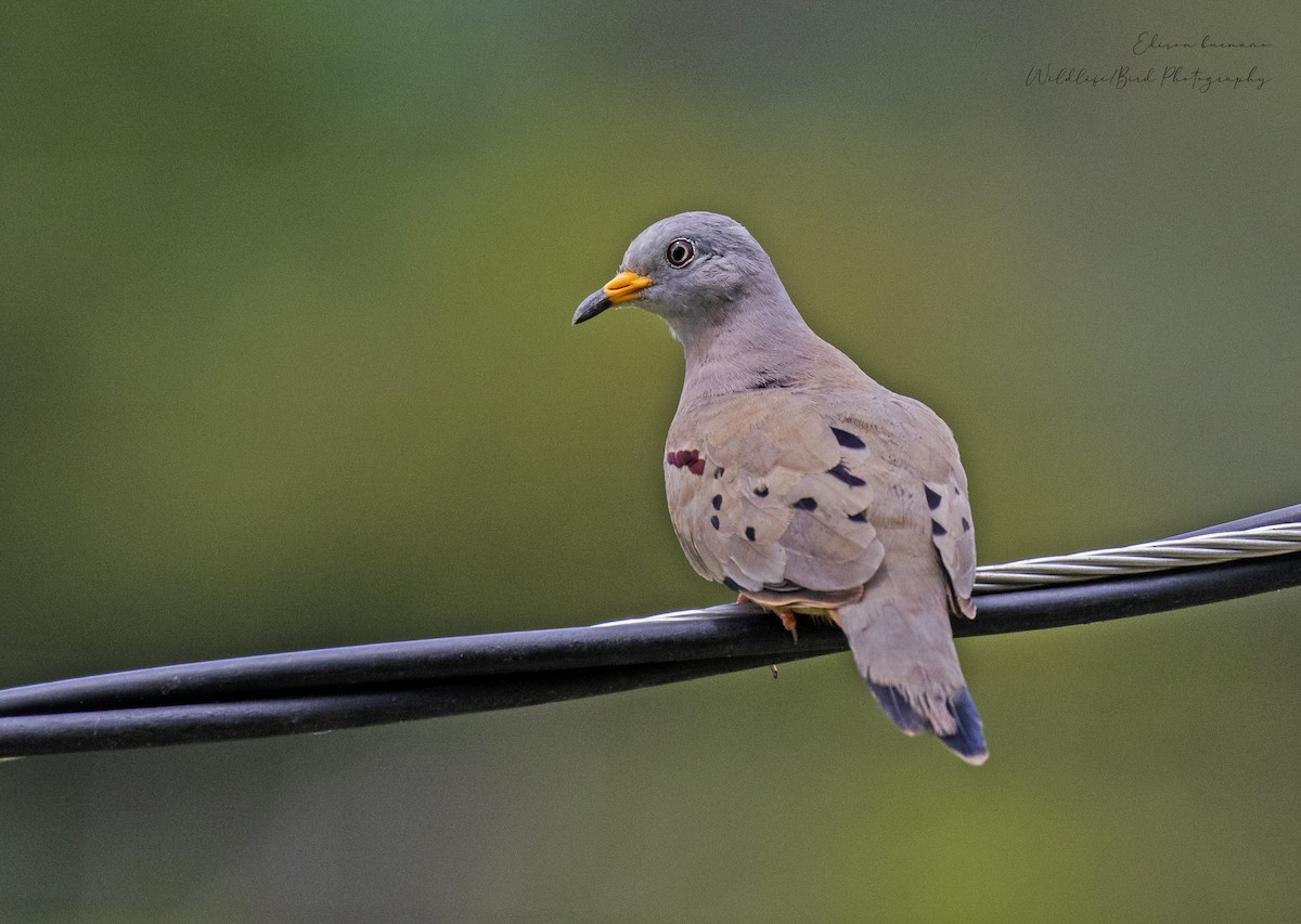 Croaking Ground Dove - ML620288876