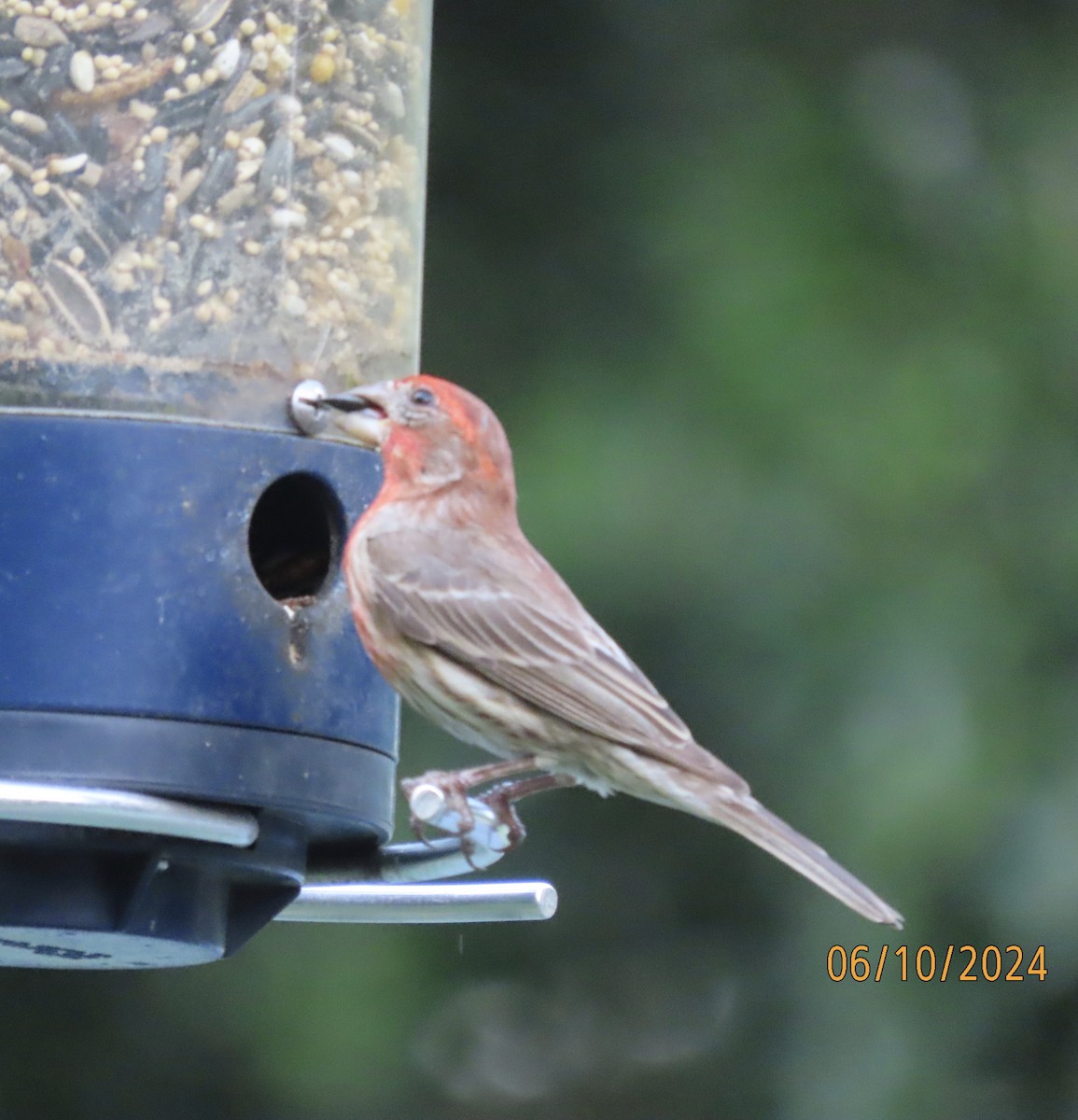 House Finch - ML620288877