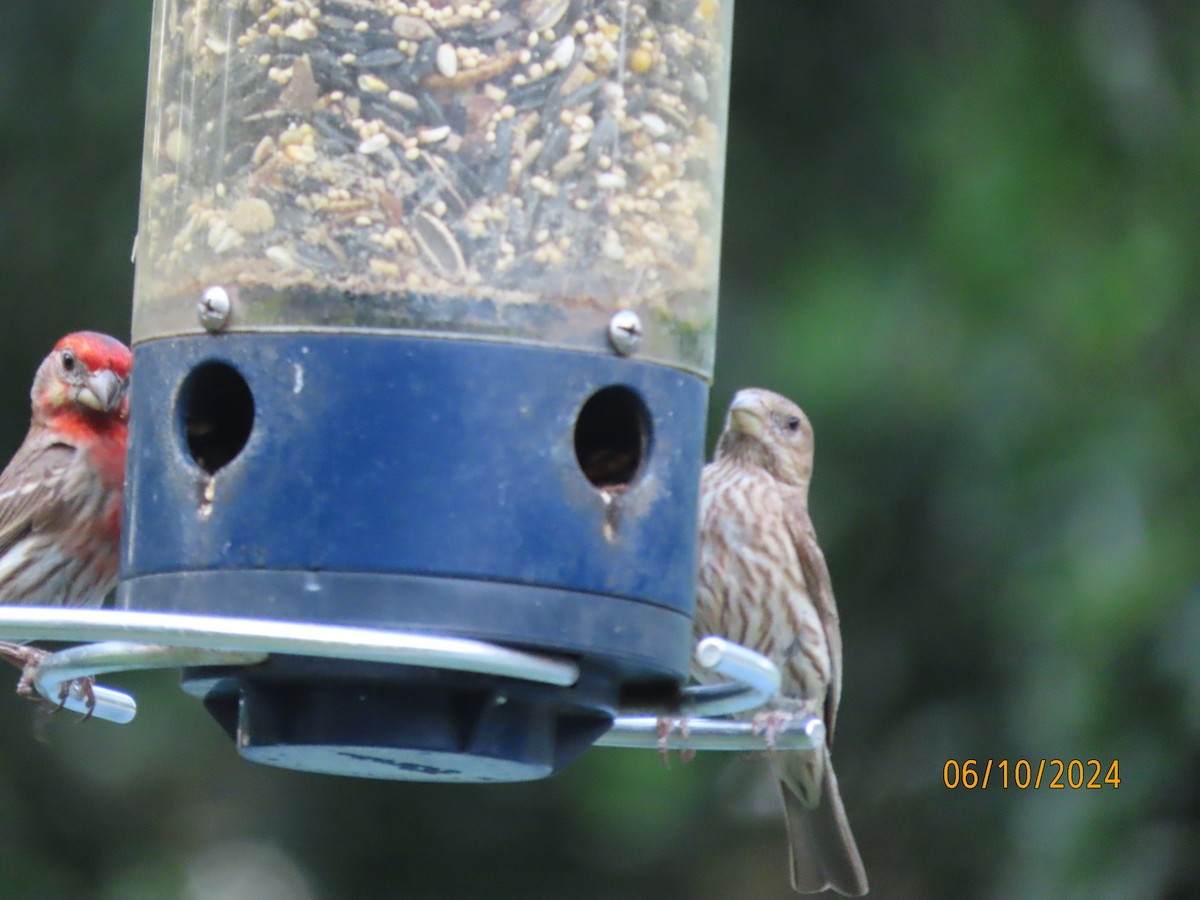 House Finch - ML620288878