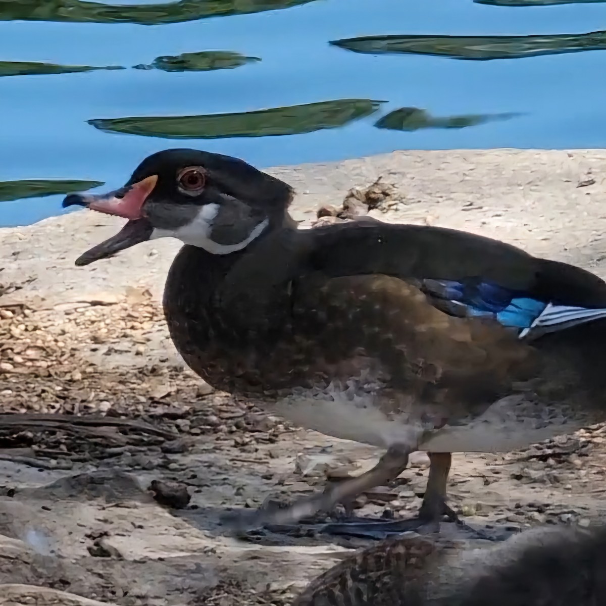 Wood Duck - ML620288883