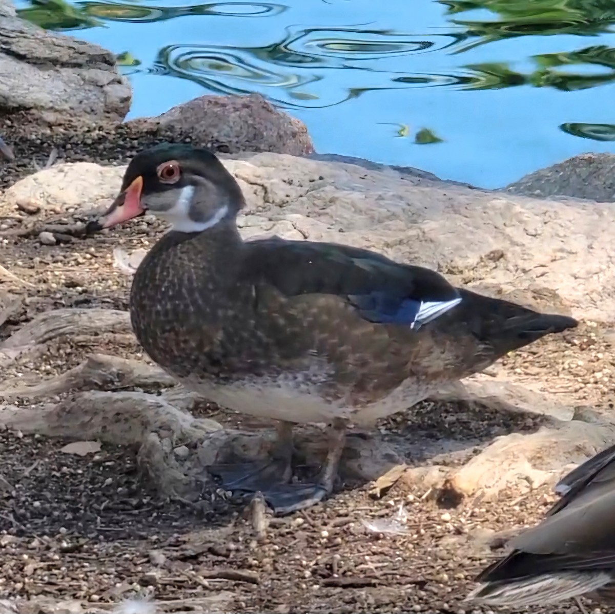 Wood Duck - ML620288886