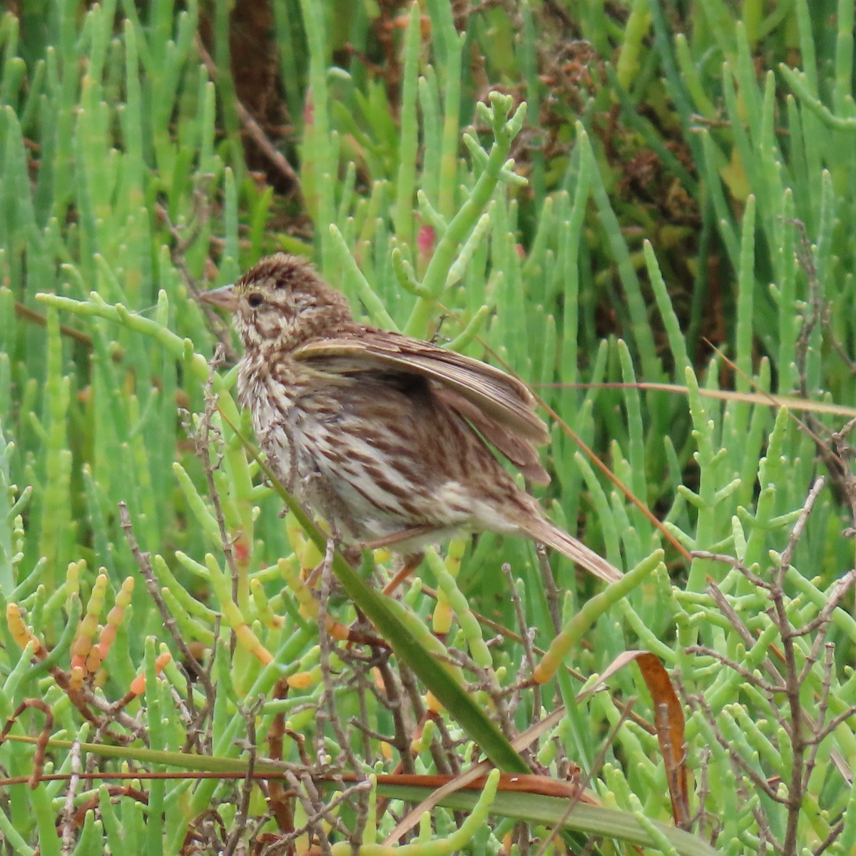 Savannah Sparrow - ML620288887