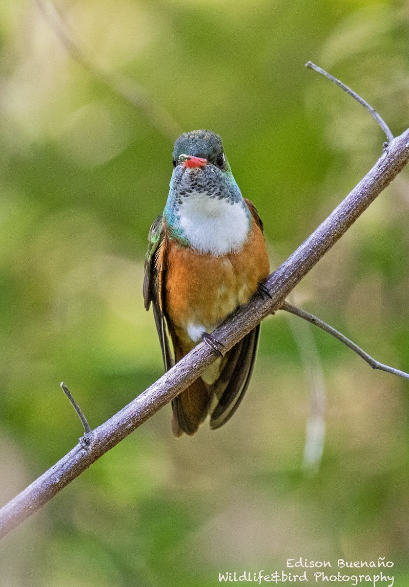 Amazilia Hummingbird - ML620288888