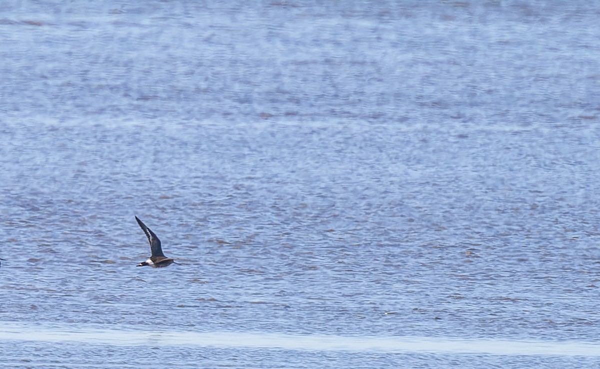 Hudsonian Godwit - ML620288891