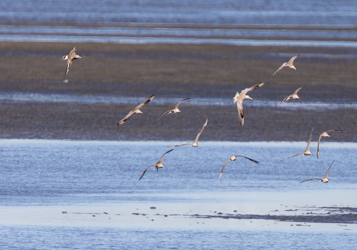 Hudsonian Godwit - ML620288892