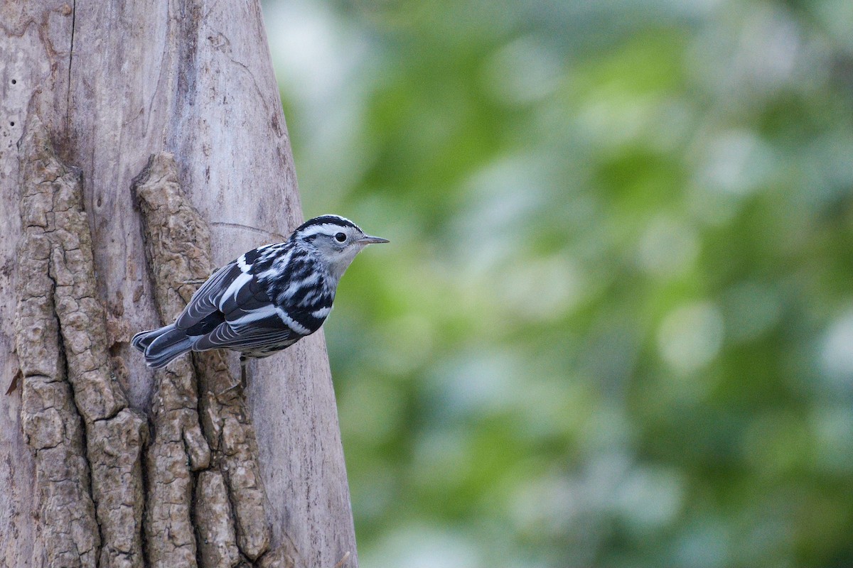 Black-and-white Warbler - ML620288894