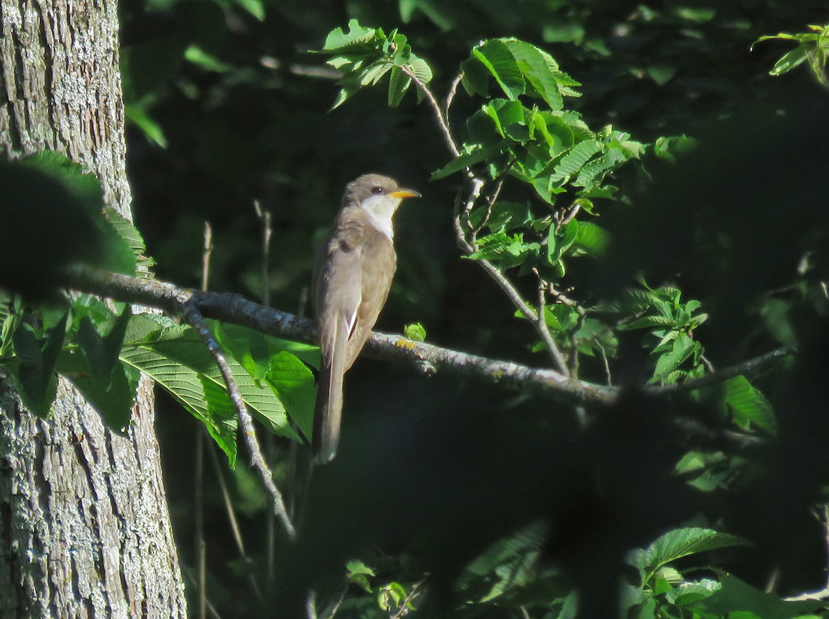 Yellow-billed Cuckoo - ML620288895