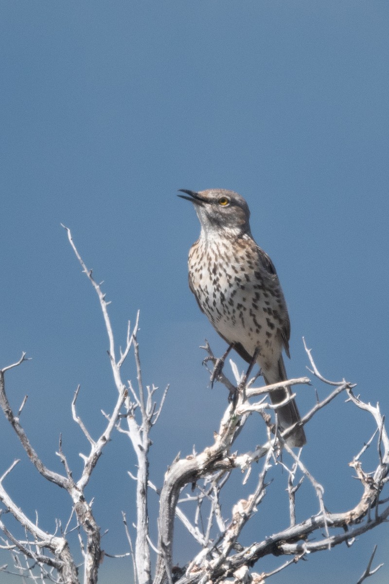 Sage Thrasher - ML620288897