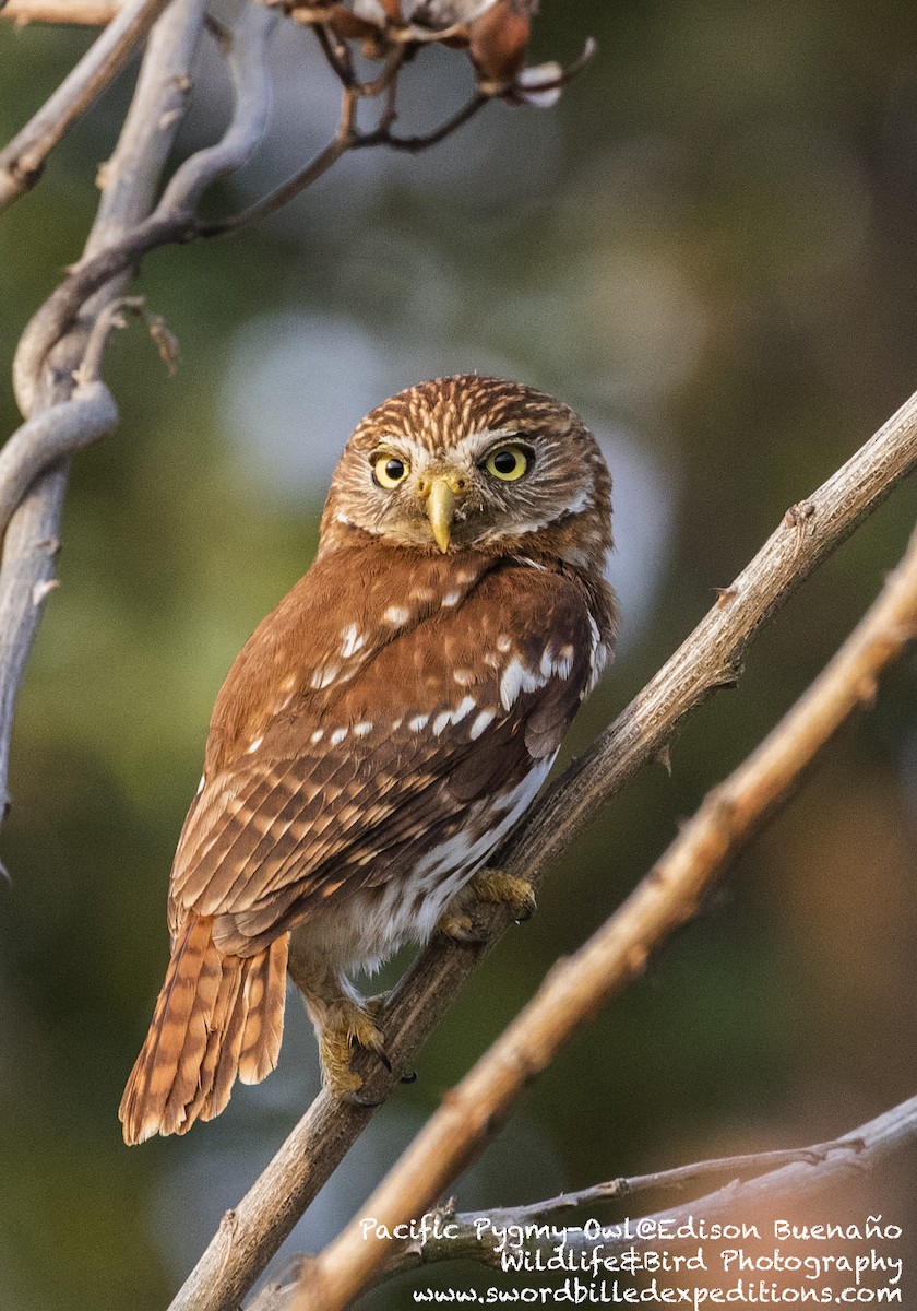 Peruvian Pygmy-Owl - ML620288899