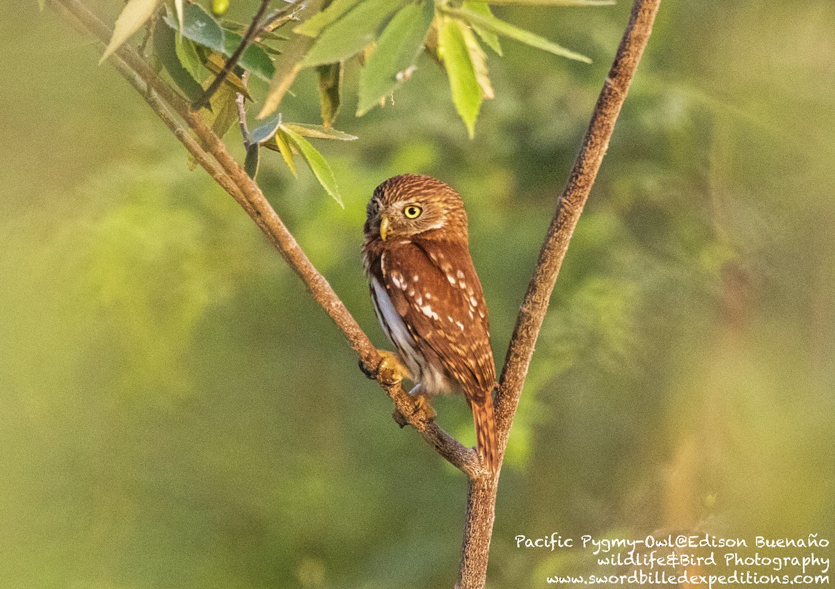 Peruvian Pygmy-Owl - ML620288900