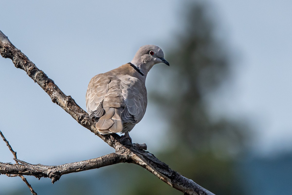 Eurasian Collared-Dove - ML620288901