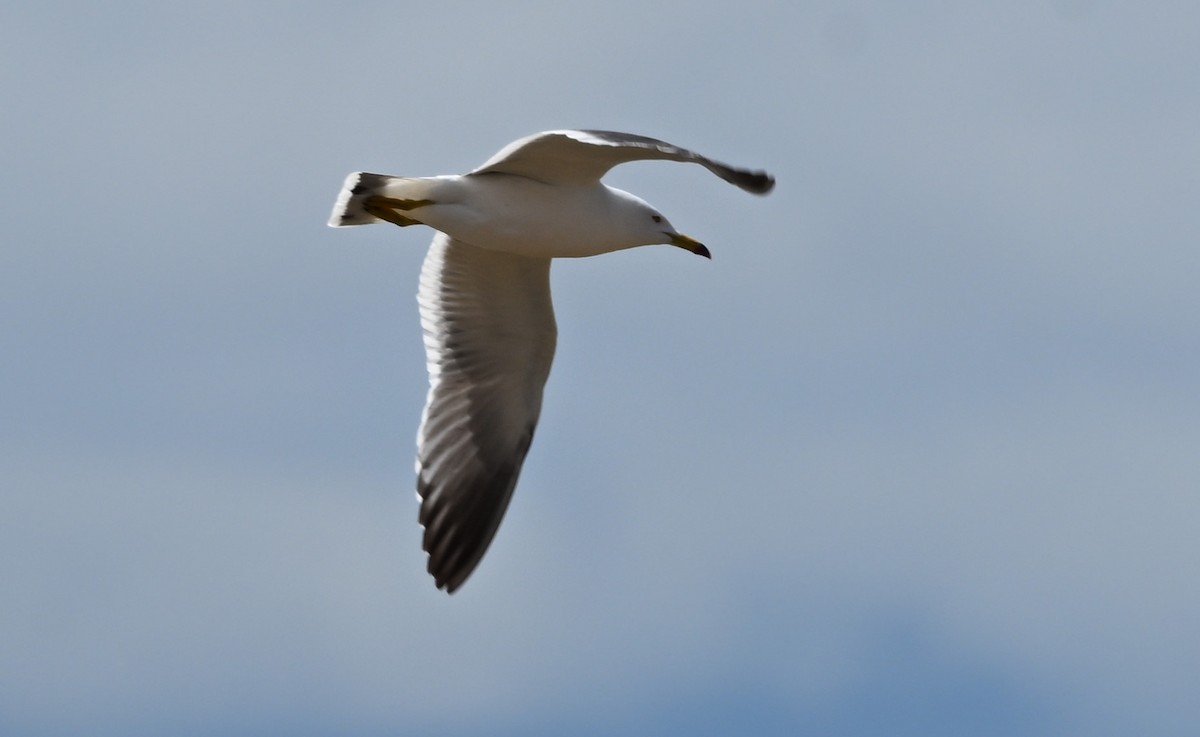 Black-tailed Gull - ML620288907