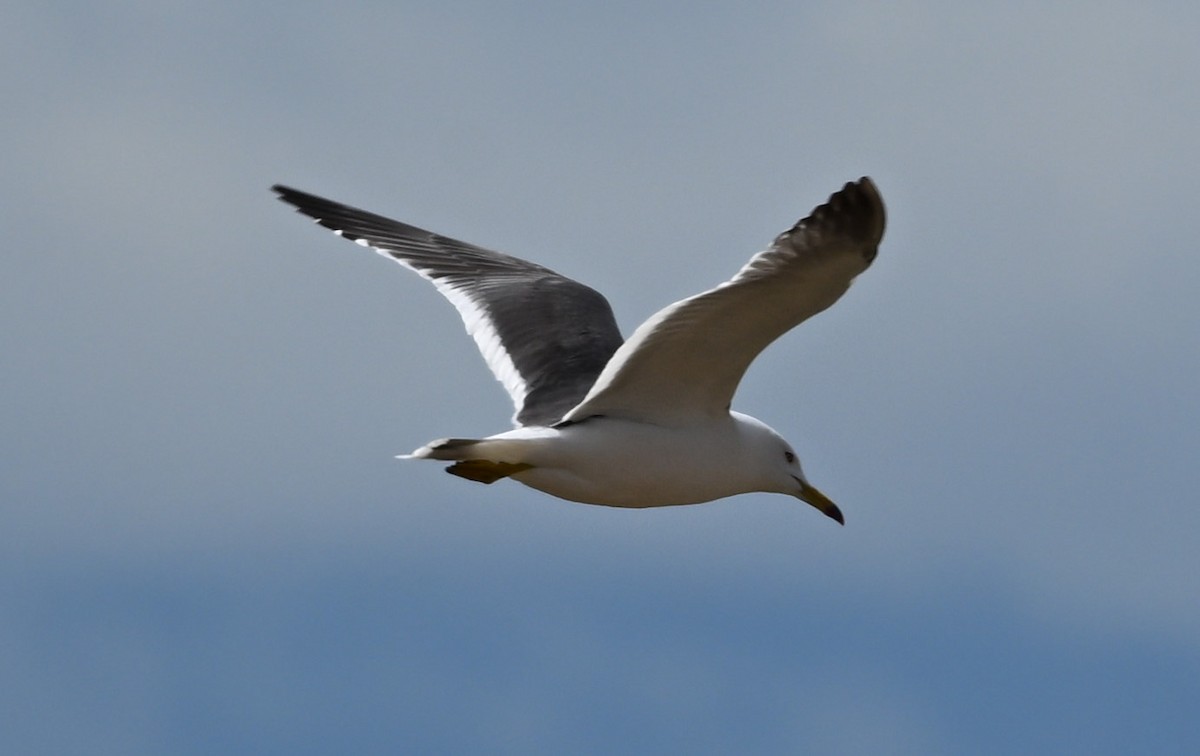 Black-tailed Gull - ML620288908