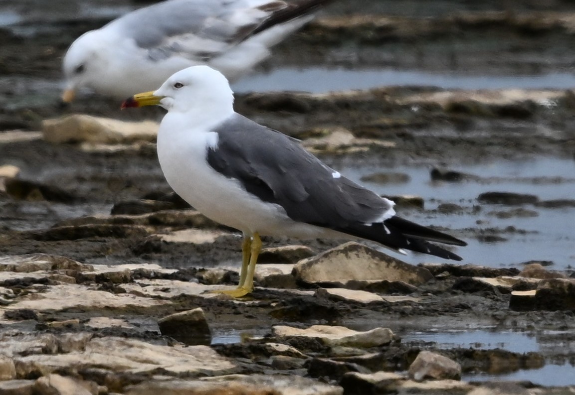 Black-tailed Gull - ML620288910