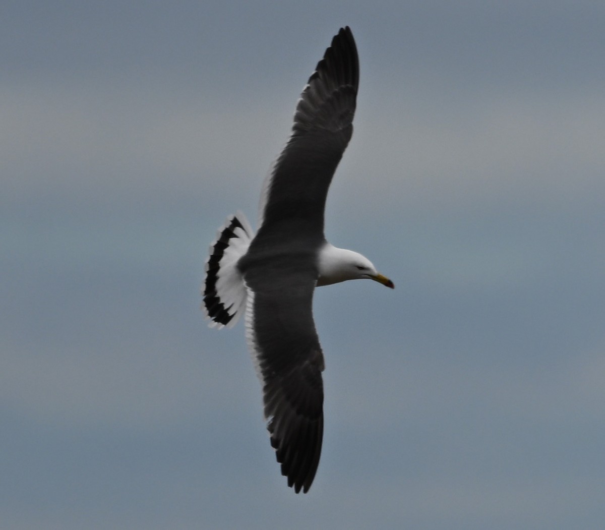 Black-tailed Gull - ML620288911
