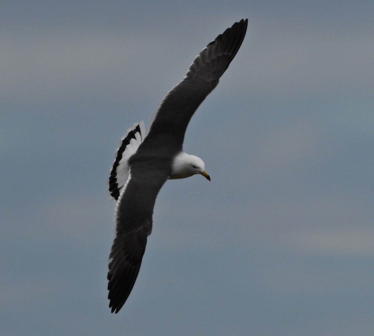 Black-tailed Gull - ML620288912