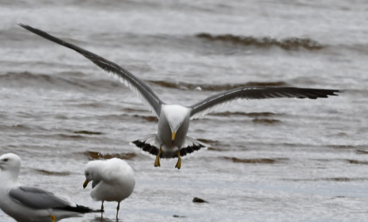 Black-tailed Gull - ML620288913