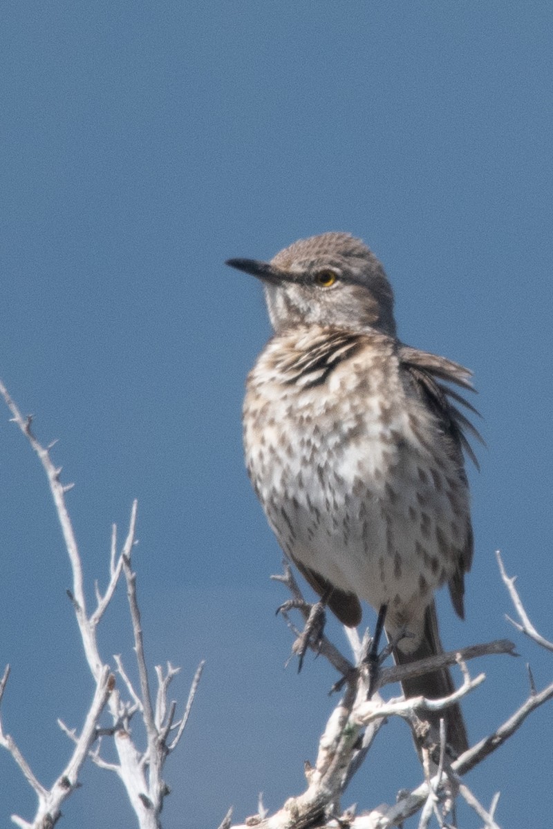 Sage Thrasher - ML620288914