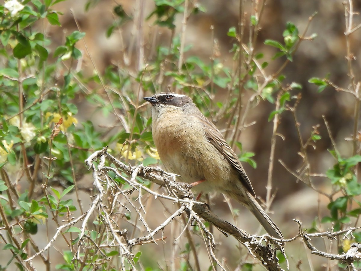 Brown Accentor - ML620288916