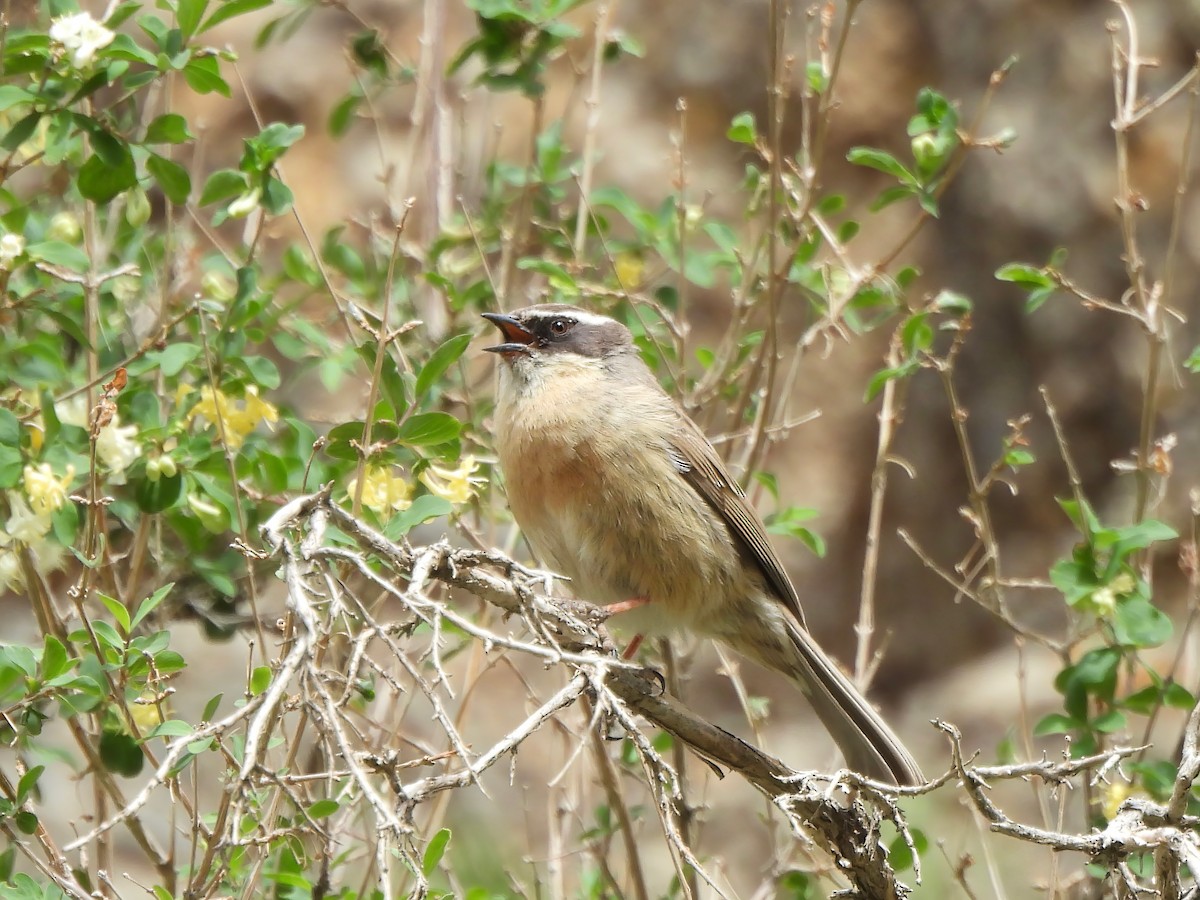 Brown Accentor - ML620288917