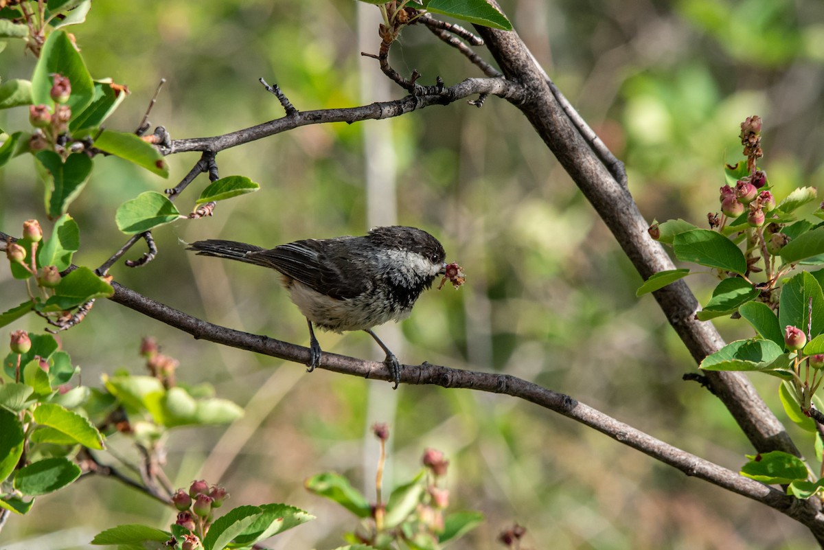 Black-capped Chickadee - ML620288918