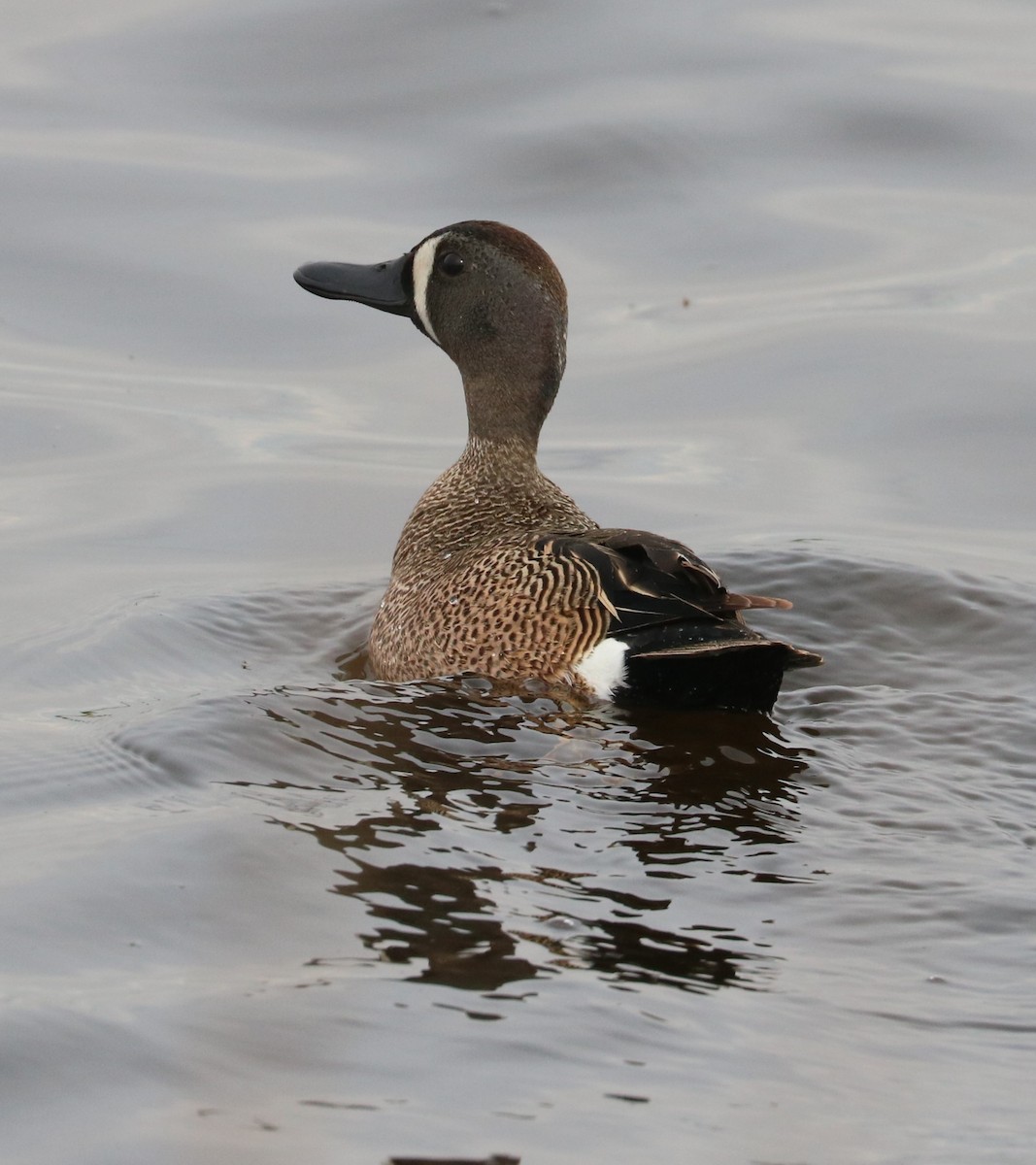Blue-winged Teal - ML620288919