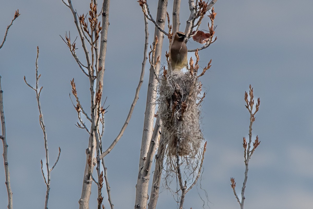 Cedar Waxwing - ML620288921