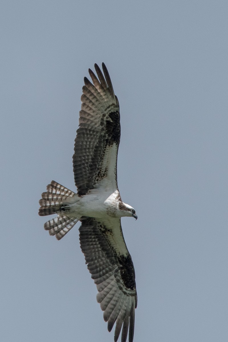 Águila Pescadora - ML620288924