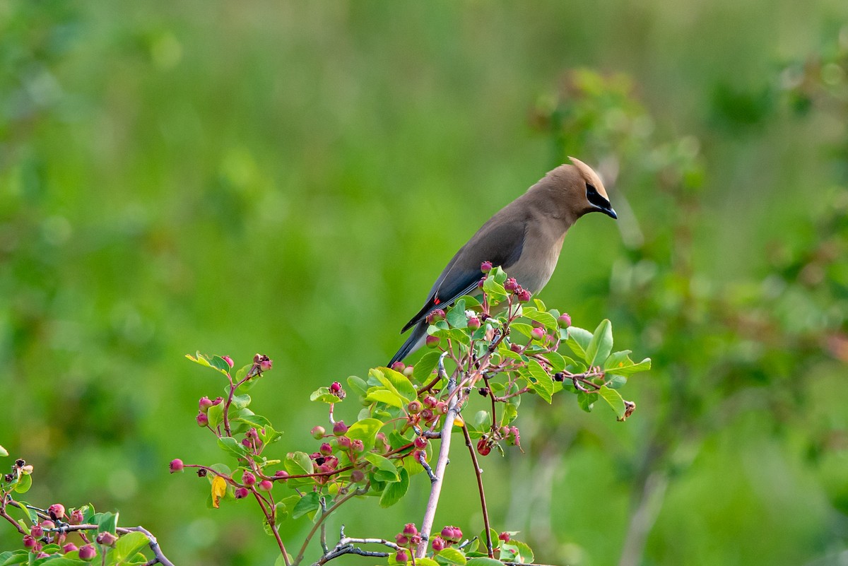 Cedar Waxwing - ML620288925