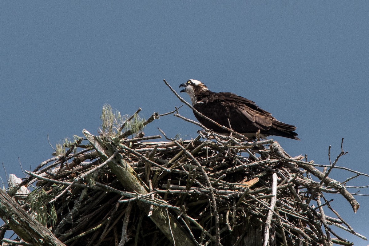 Águila Pescadora - ML620288928