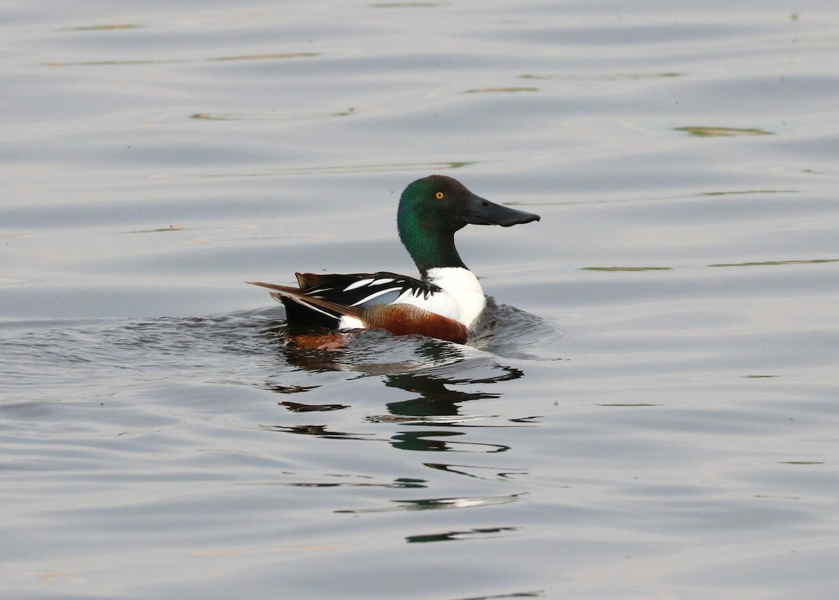 Northern Shoveler - ML620288929