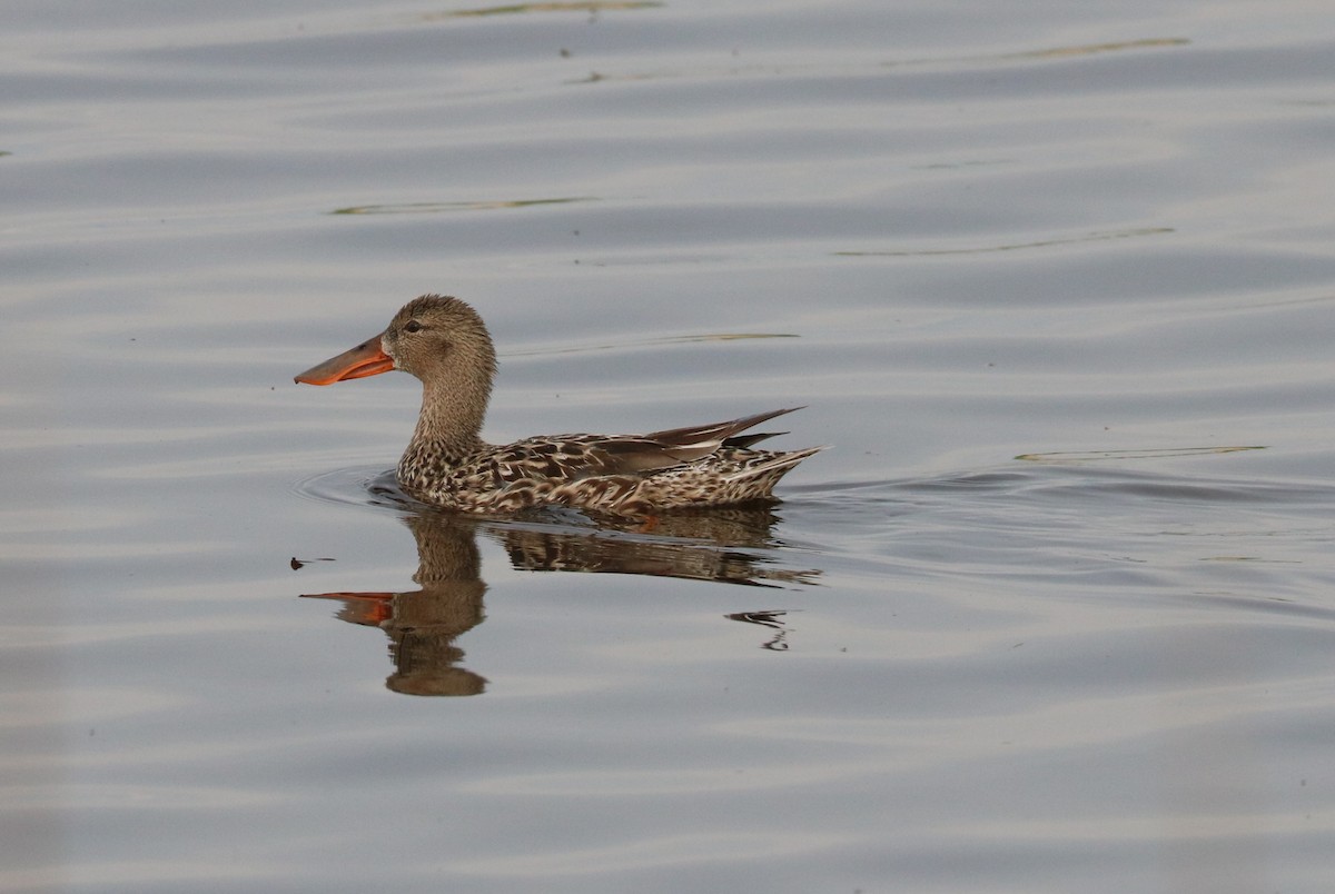 Northern Shoveler - ML620288930