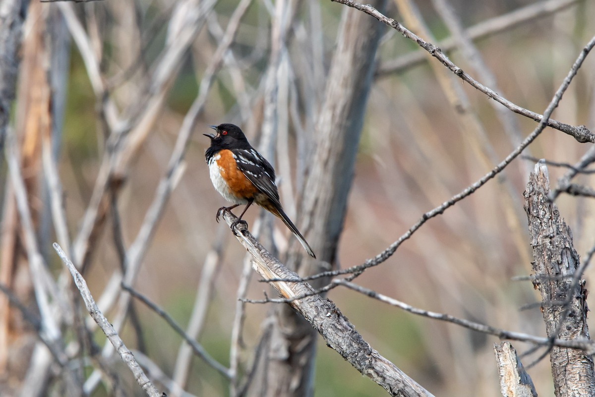 Spotted Towhee - ML620288931
