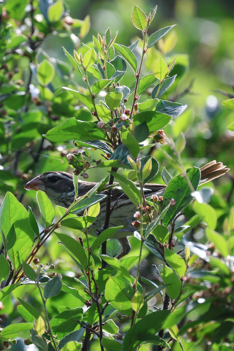 Rose-breasted Grosbeak - ML620288933