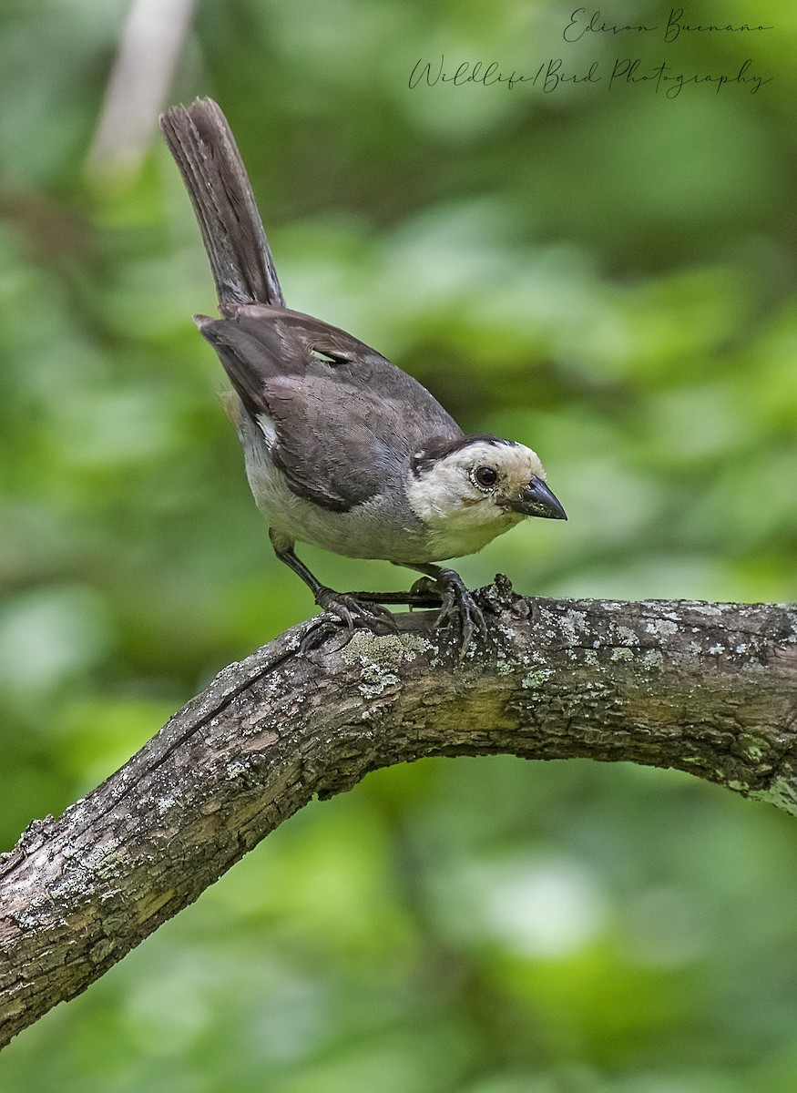 White-headed Brushfinch - ML620288939