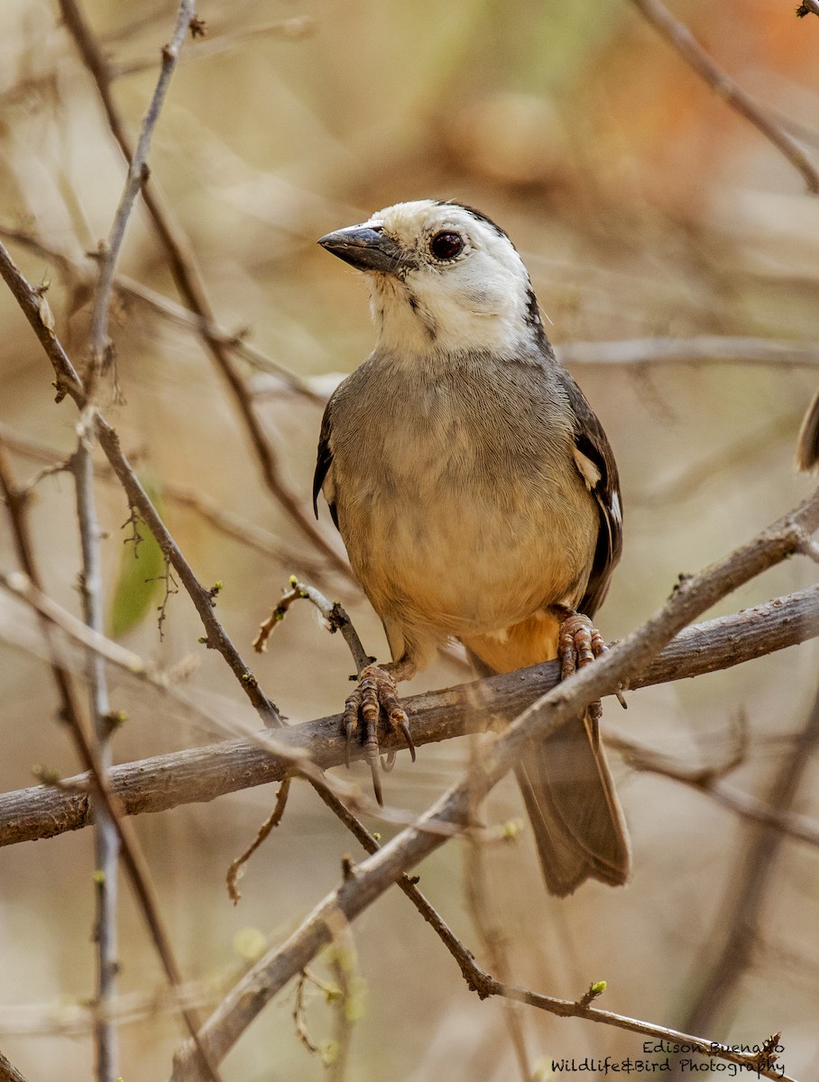 White-headed Brushfinch - ML620288942