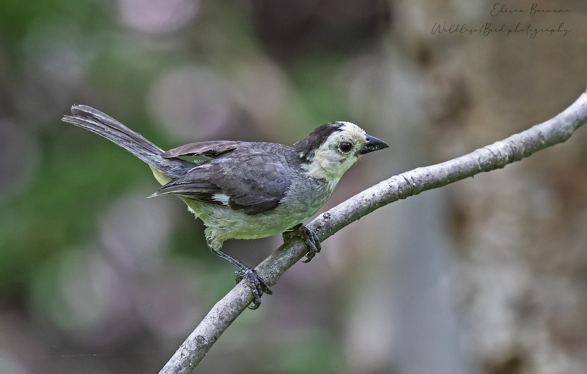 White-headed Brushfinch - ML620288943