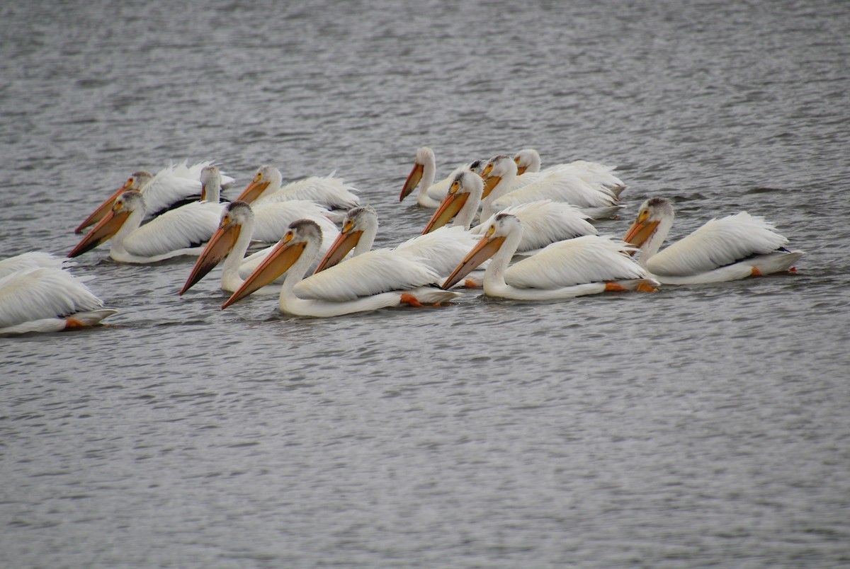 American White Pelican - ML620288948