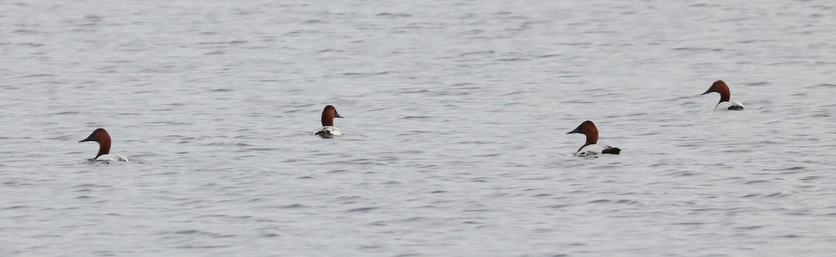 Canvasback - ML620288954