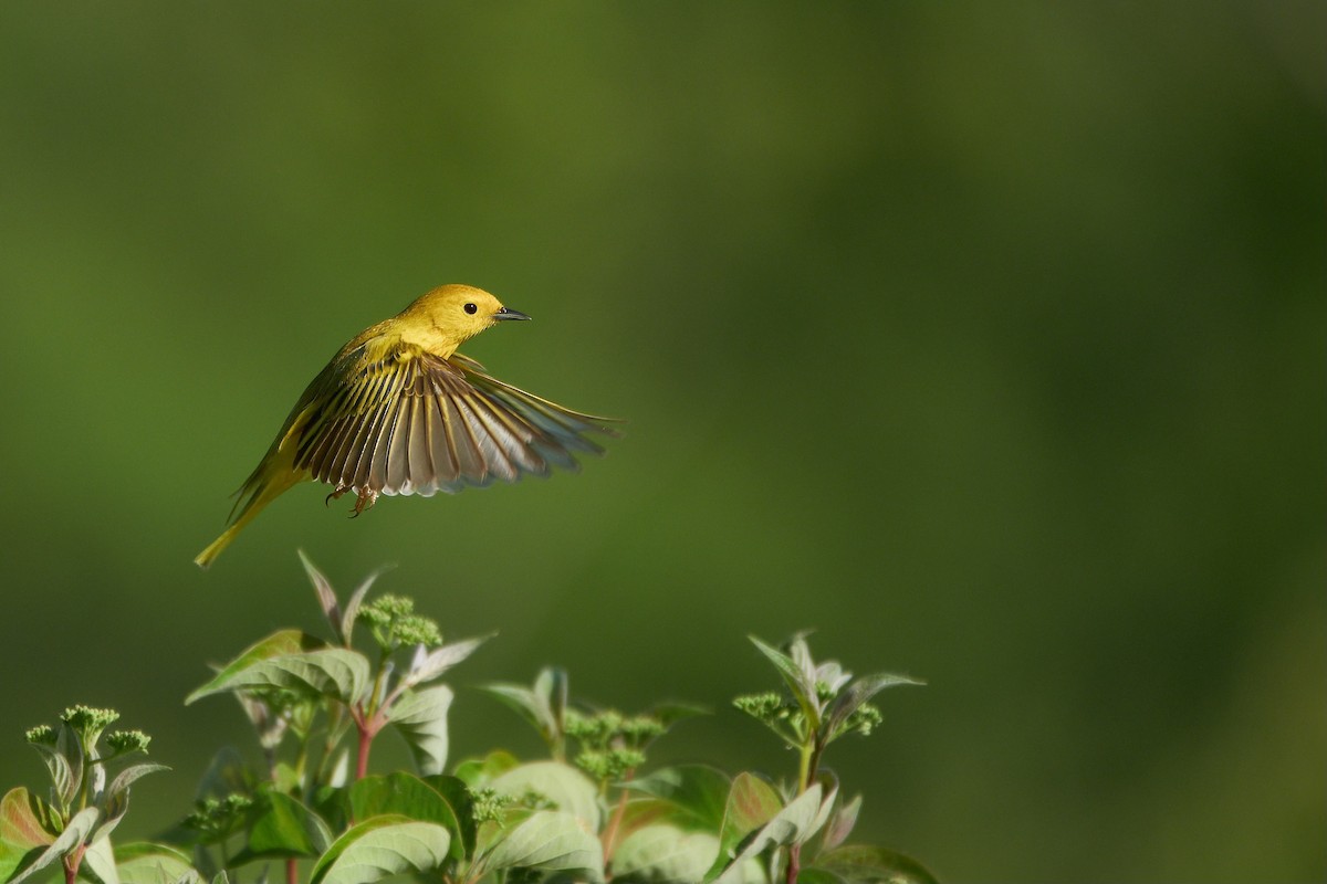 Yellow Warbler - ML620288961