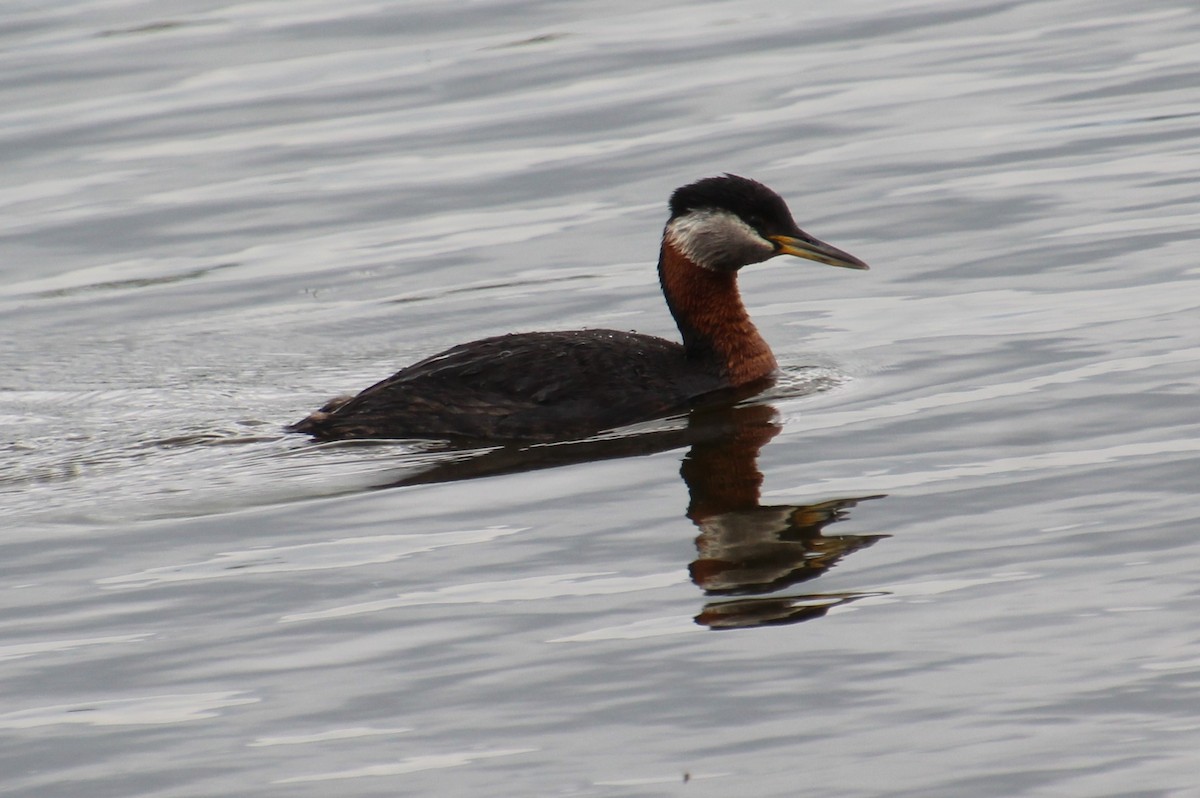 Red-necked Grebe - ML620288963