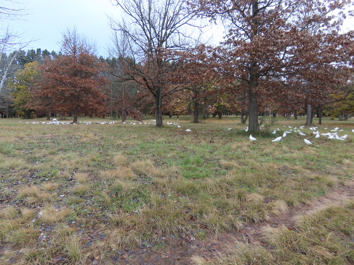 Sulphur-crested Cockatoo - ML620288964