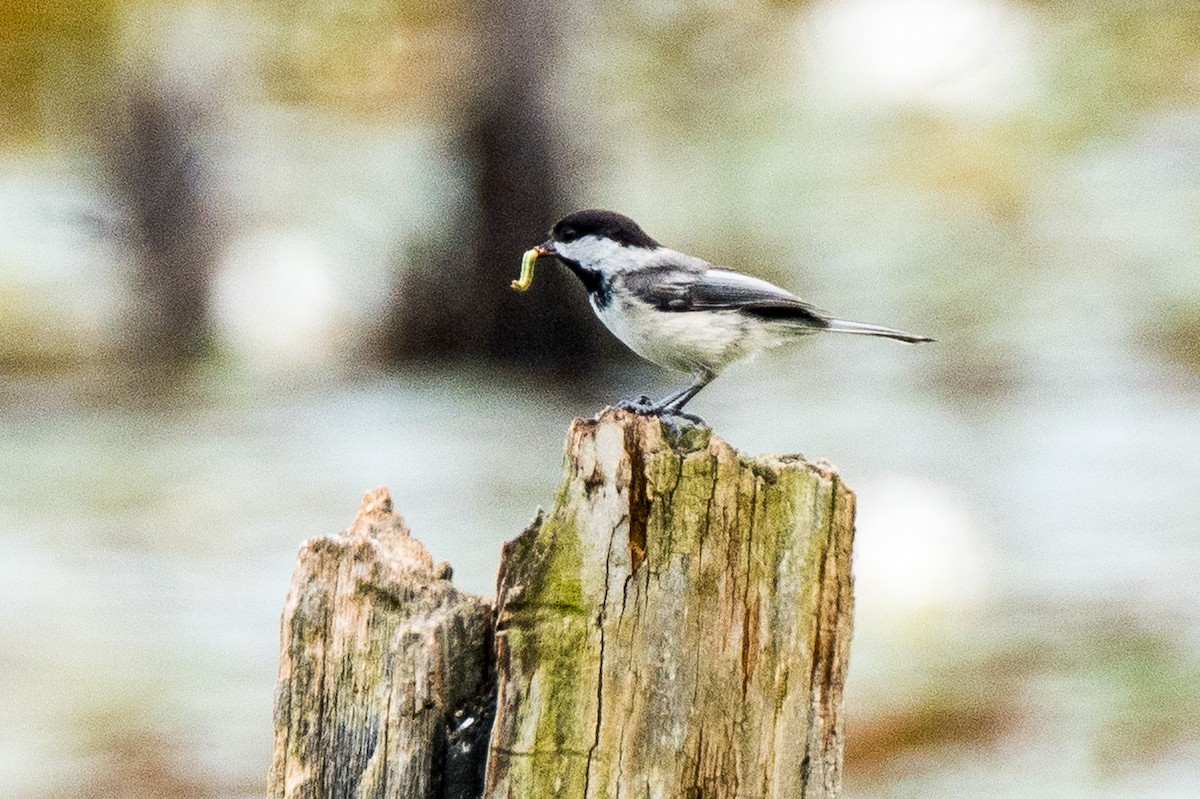 Mésange à tête noire - ML620288965